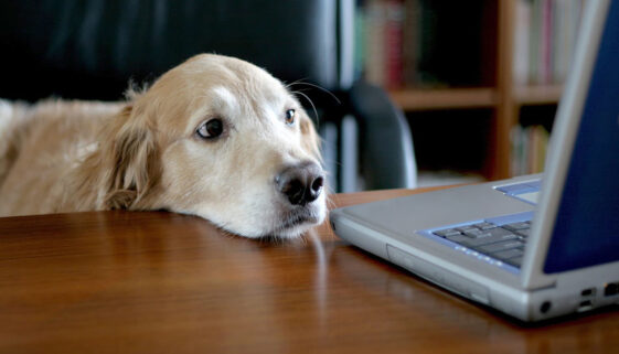 10 sinais de alerta de que o seu Touchpad está a tornar o seu animal de estimação agressivo